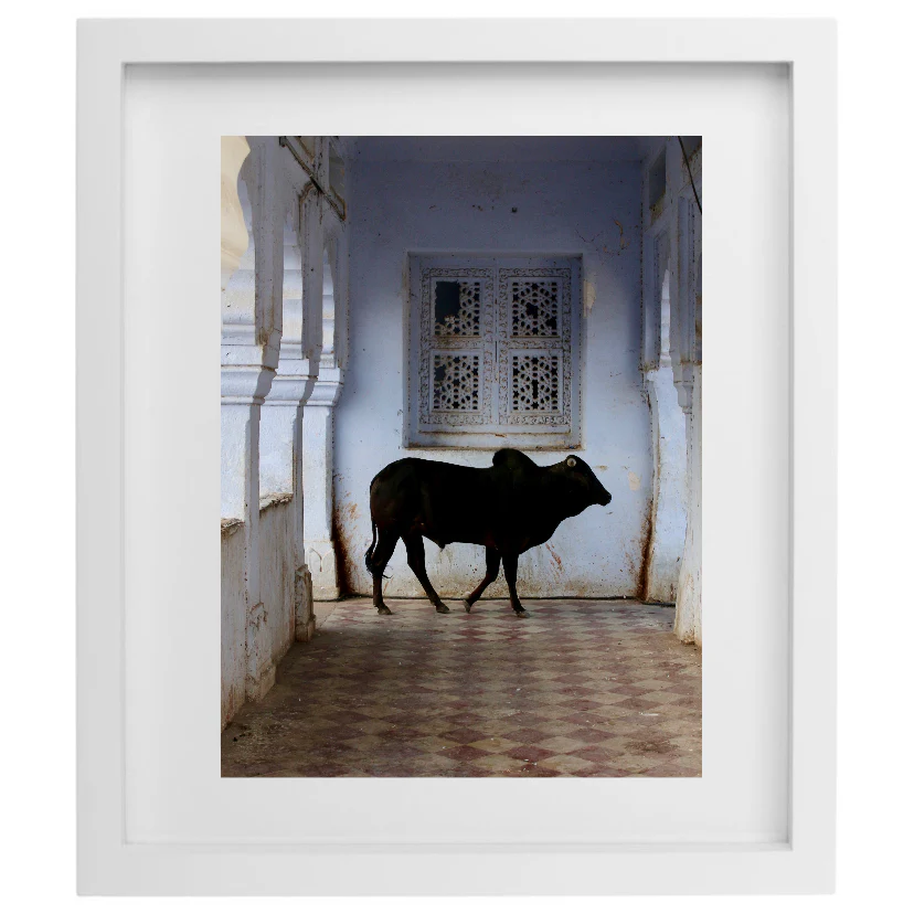 Maya Naidu / Pushkar - Image 3